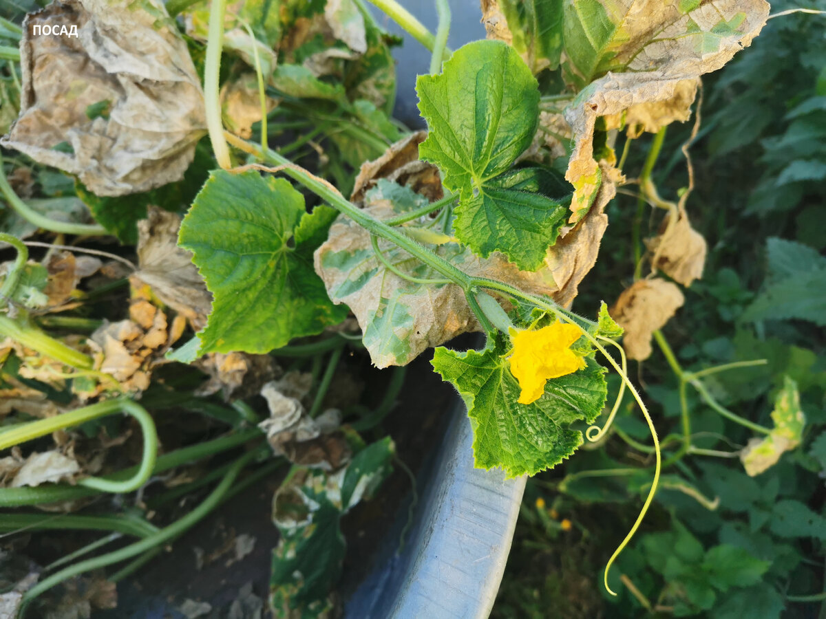 Даже сейчас жалко огурчик. Но шансов созреть у него очень мало. Поэтому выбрасываем, не жалея.