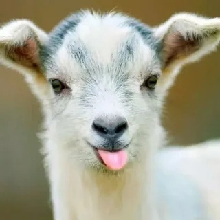 Я вчера ме-мекнула козе))