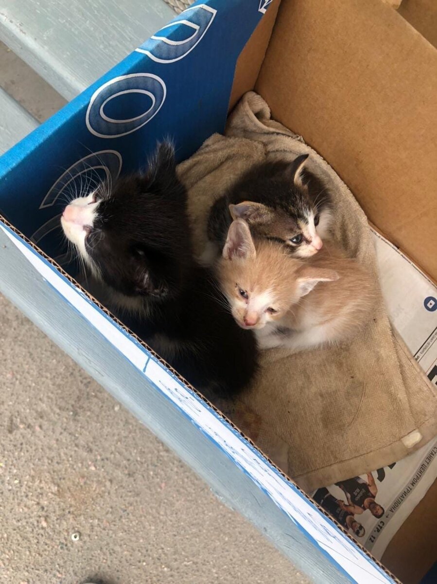 Таких крох мы забрали с остановки