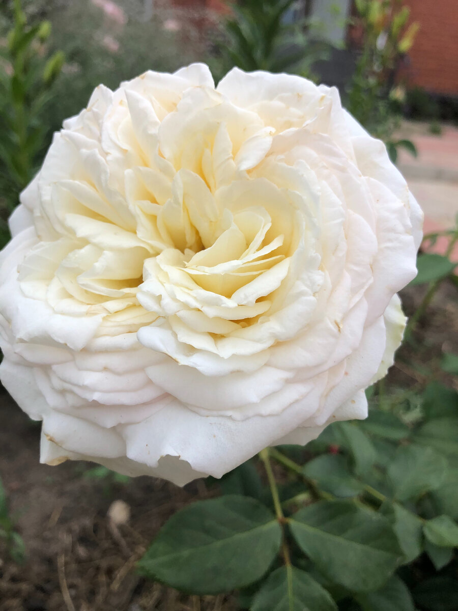 И роза для настроения. The Pilgrim.