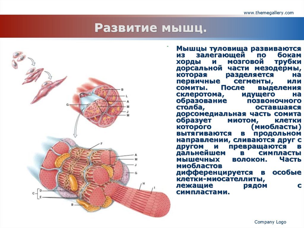 Первичные сегменты. Развитие мышц. Развитие мышц туловища. Источники развития мышц. Источник развития мышц туловища.