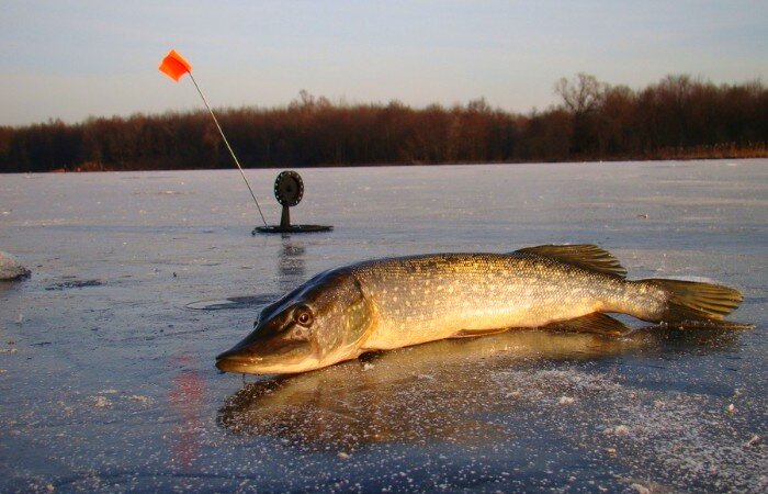 fishingru - Просмотр темы - Жерлицы.