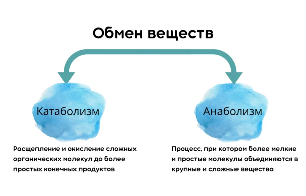 Лечение нарушений обмена веществ в Москве - симптомы, причины | Клиника Семейный доктор