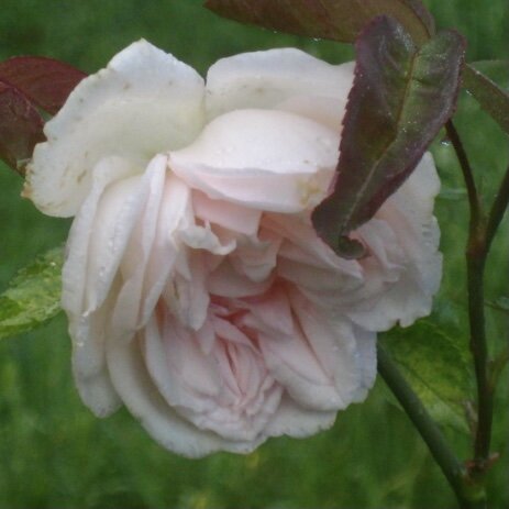 Hume’s Blush Tea-scented China (фото helpmefind.com)