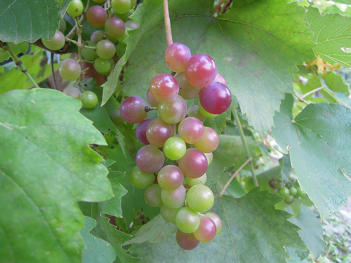 21.08.2021. Виноград на веранде. ()