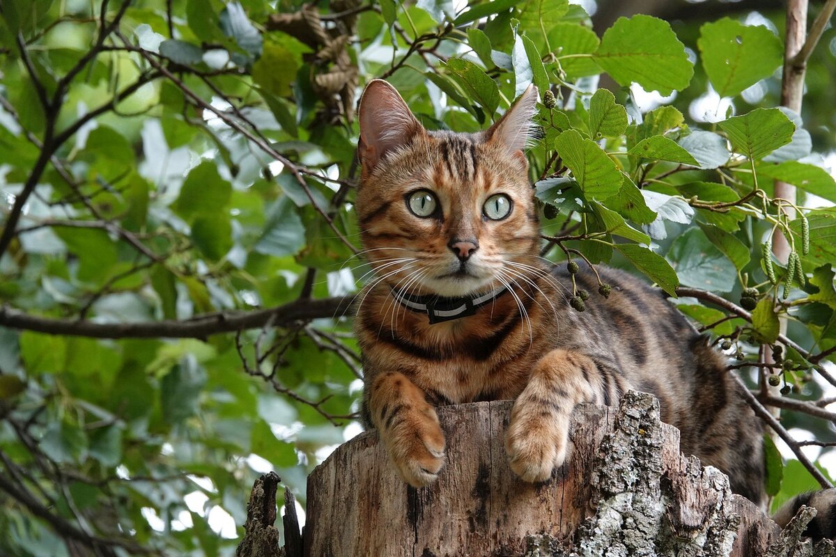 🐾 Котопес: породы кошек с собачьим характером | Я — Кот! | Дзен