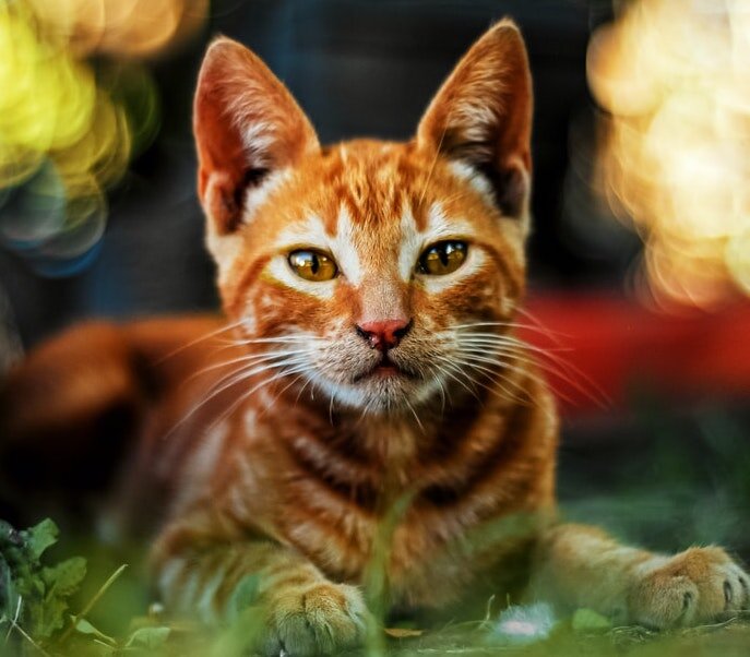 Как вы думаете:  скучает ли ваша кошка? Напишите в комментариях.