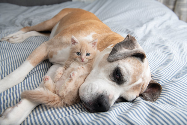 На первых этапах обучения очень важно, чтобы встреча с новым человеком или животным проходила на позитивной ноте. 