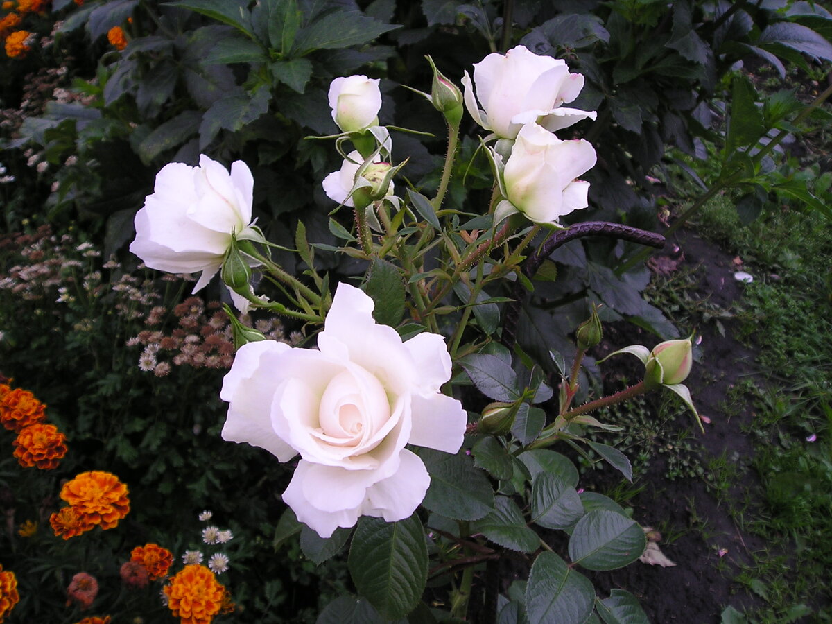 первая плетистая розочка Weisse Wolke