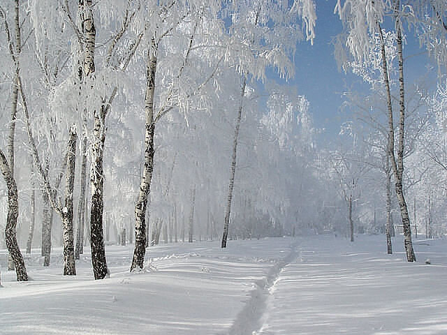 Прогулка в таком лесу полезна не только для здоровья, но и для души. Ссылка на фото https://goo.su/9Lc3.