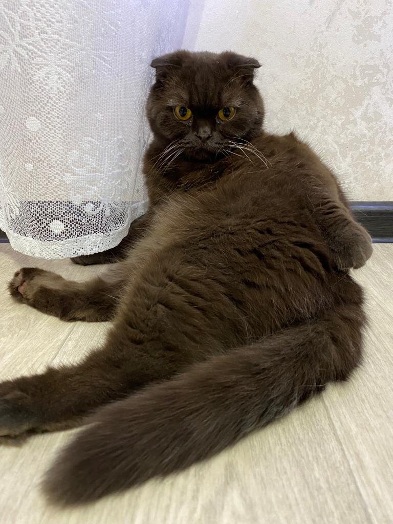 Шотландская вислоухая кошка – это одна из самых необычных пород. Эту породу отличают неповторимый окрас и внешний вид, грация и весьма высокий уровень интеллекта.
Приобретая шотландского вислоушку, вы должны понимать, что коты этой породы очень привязчивы к человеку и чувствительны. Их может обезкуражить не только перестановка мебели в доме, а так же и длительное отсутствие хозяина. Одиночество для них – хуже физической боли. Кот может даже впасть в депрессию. Особенно это касается котят. Возможность постоянного позитивного общения с человеком для них просто необходима.
