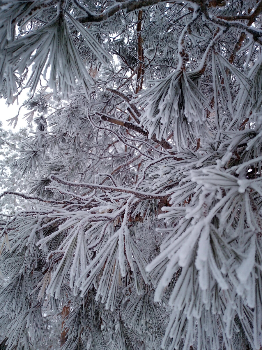 Сосна в снежном убранстве.