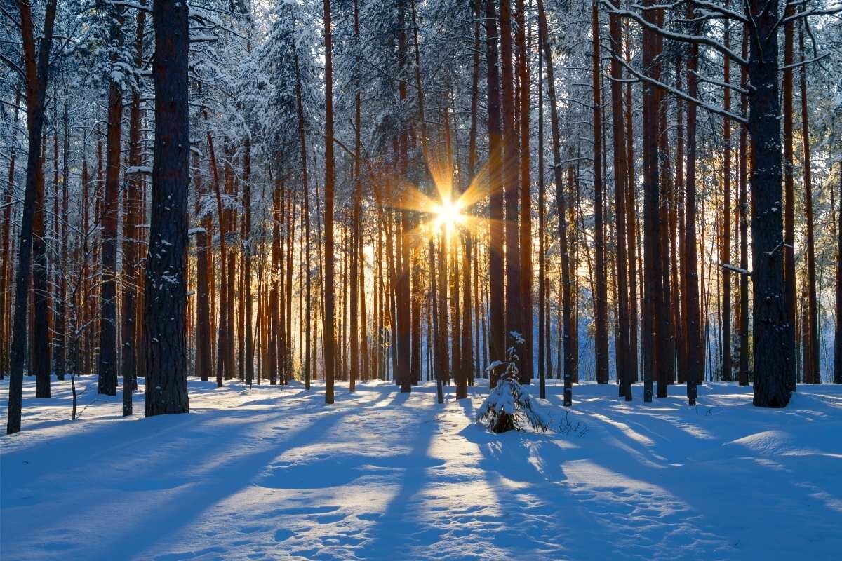 Стоковые фотографии по запросу Зимние деревья