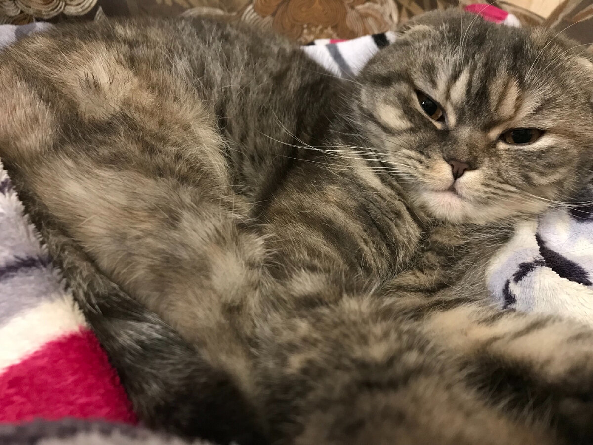 Моя мордаха 