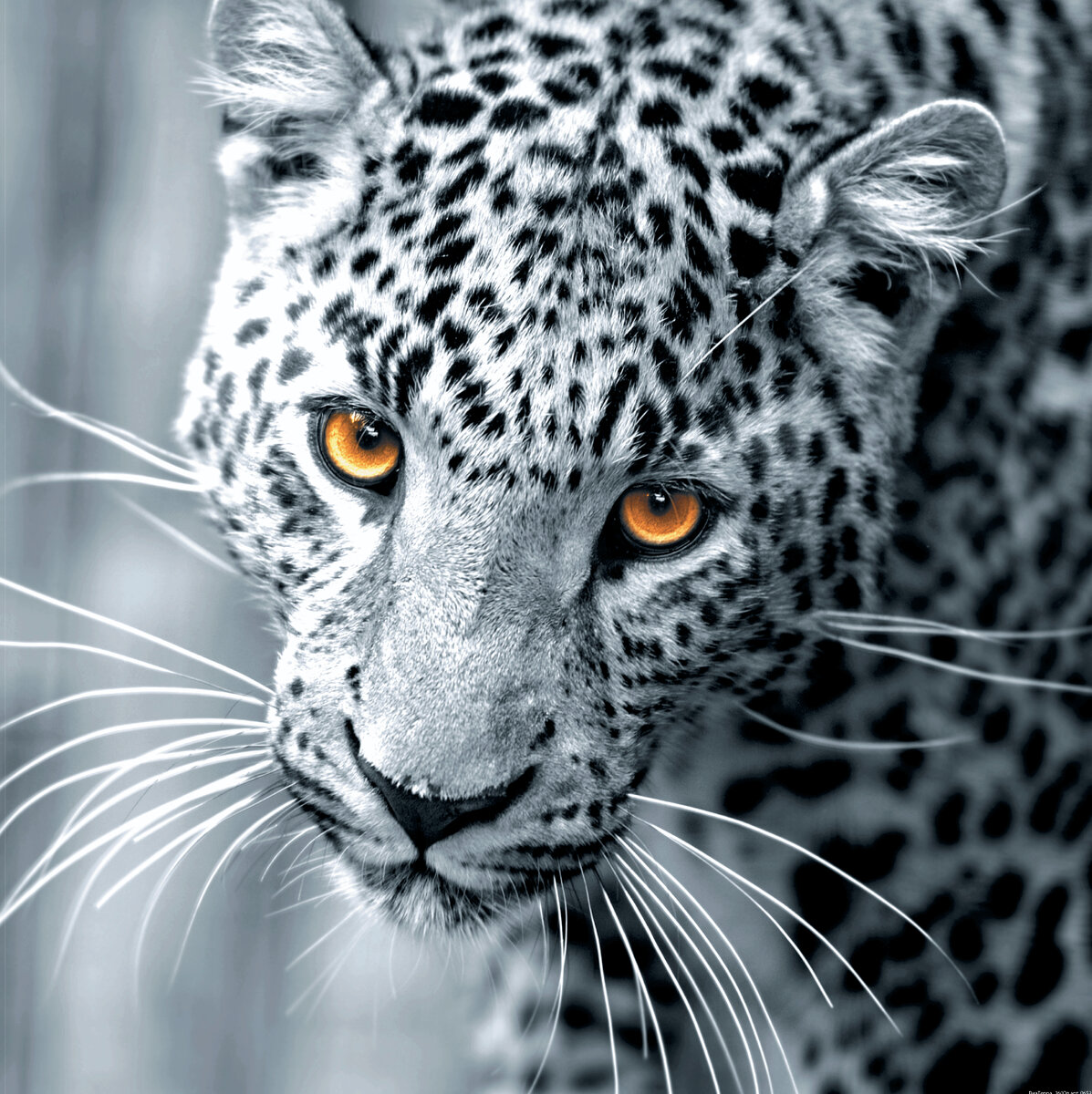 Дальневосточный леопард