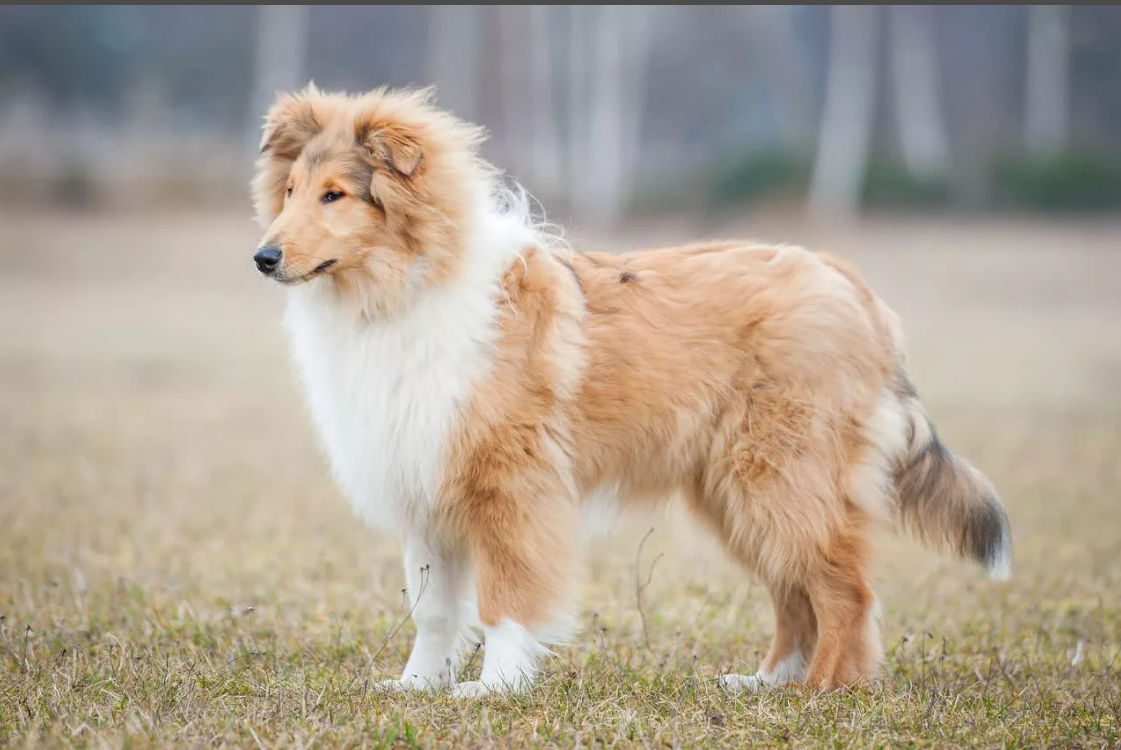 Источник фотографий - Яндекс.Картинки