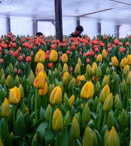 прекрасные тюльпаны