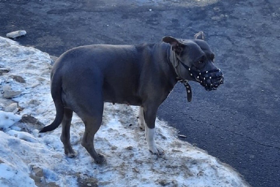 Похожую собаку заметили с хозяином