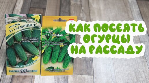 Как посеять огурцы на рассаду