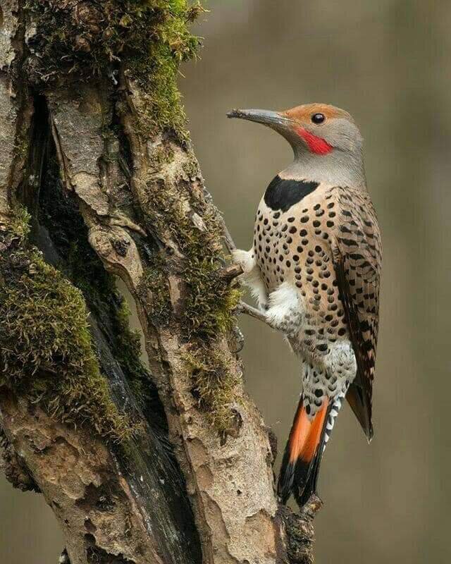 Шилоклювый дятел 🐦