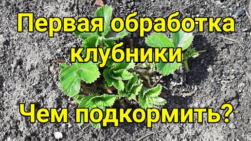 Первая обработка клубники Чем подкормить