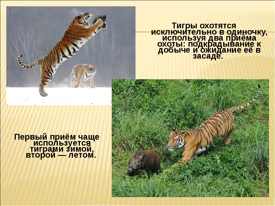 Что за лев этот тигр откуда фраза. Тигры самые крупные кошки на земле. Презентация в тигриной стиле. Тигр презентация 7 класс. Тигр самая крупная кошка на земле в отличие от других.
