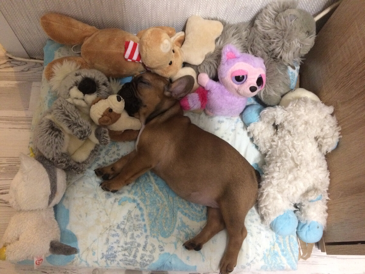 Первая партия «подарков» на погрызушки 😁. Фото автора