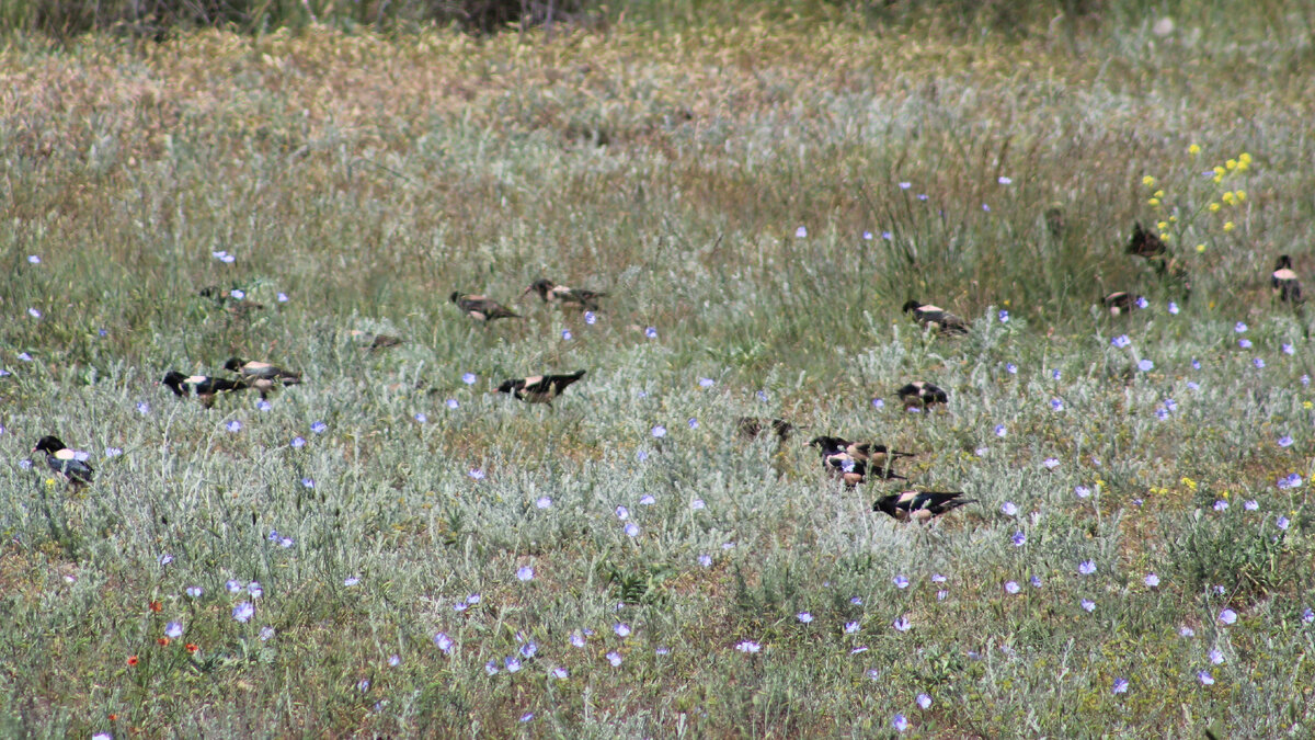 На кормёжке 