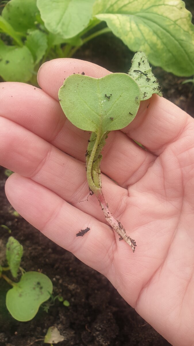 Мелких корешков нет. Как побрили(((