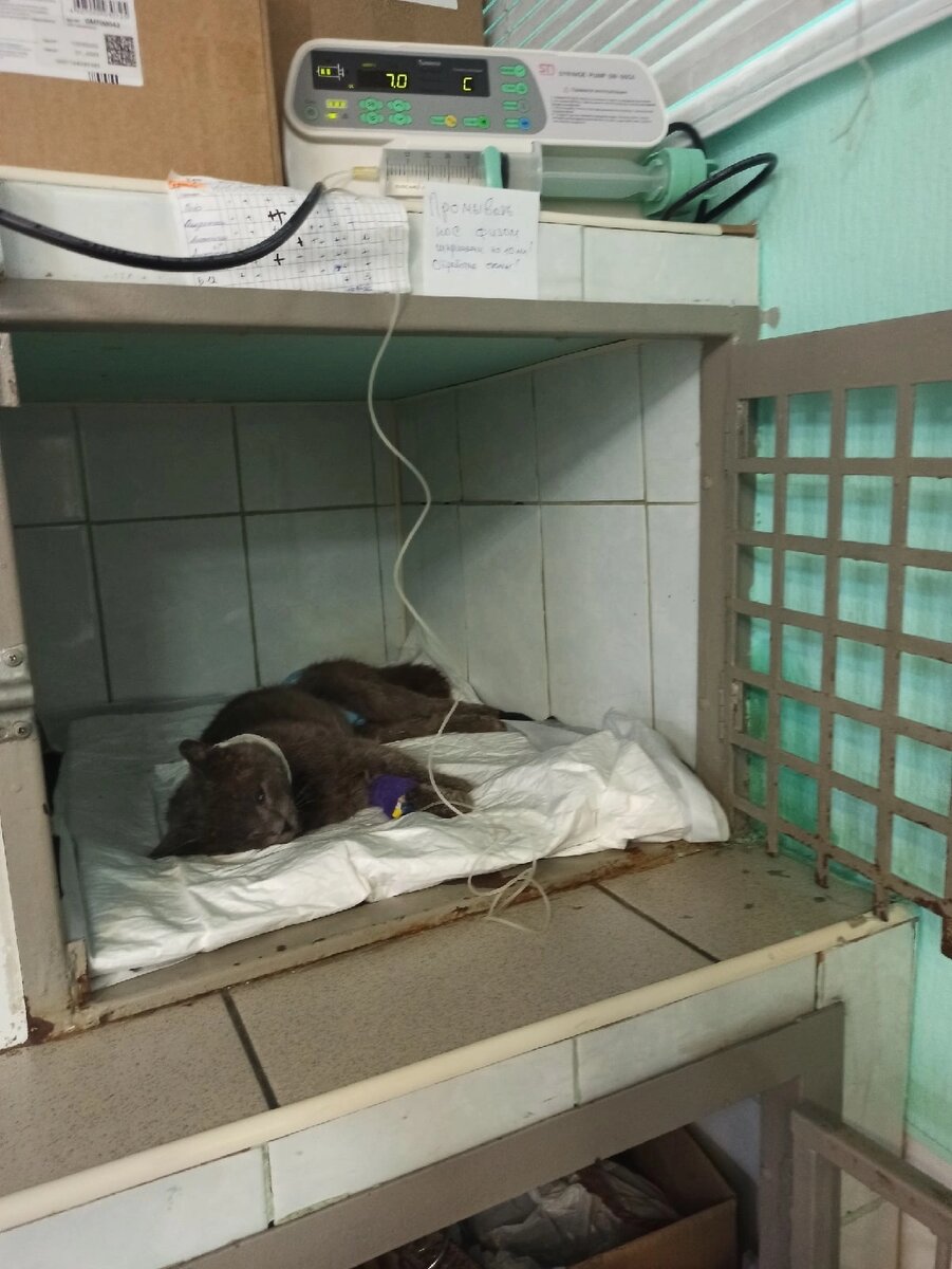 Друзья,  Серый жив на момент написания поста. Он находится под круглосуточным контролем врачей клиники Друг города Перми. Сутки обходятся в 3000 рублей. 