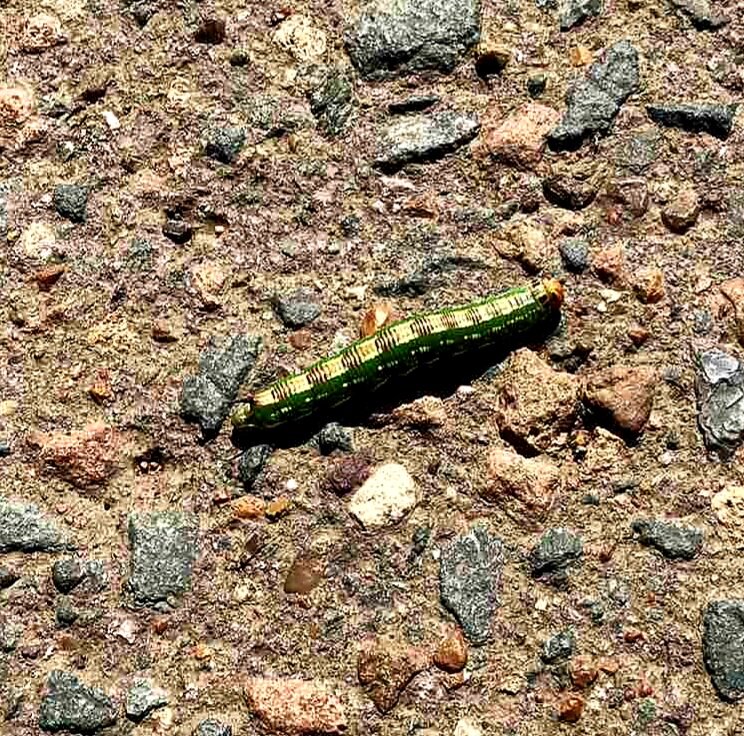 Всего лишь гусеница... А вы что подумали?