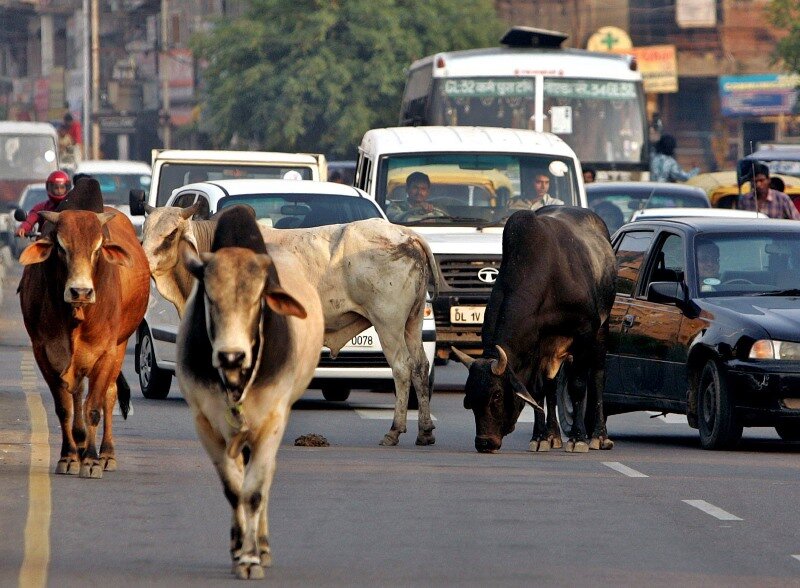 Корова Священное животное в Индии Фото источник: fermok.ru 