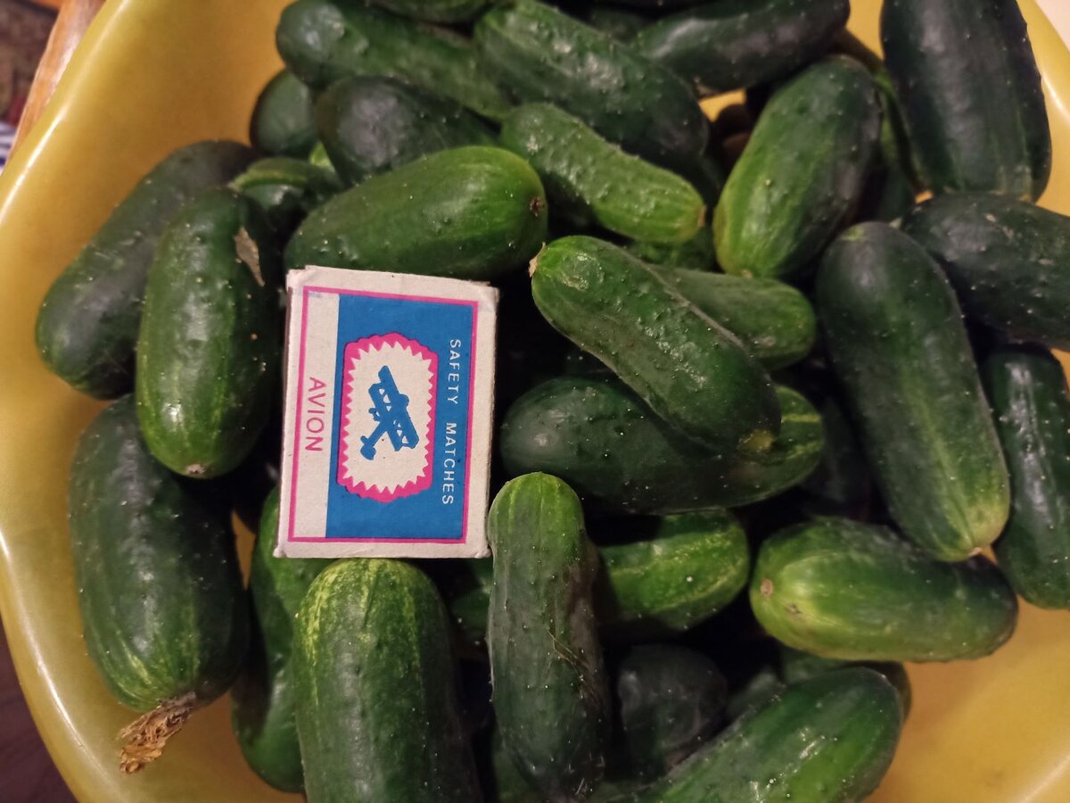 Огурцы сорт “корнишон”