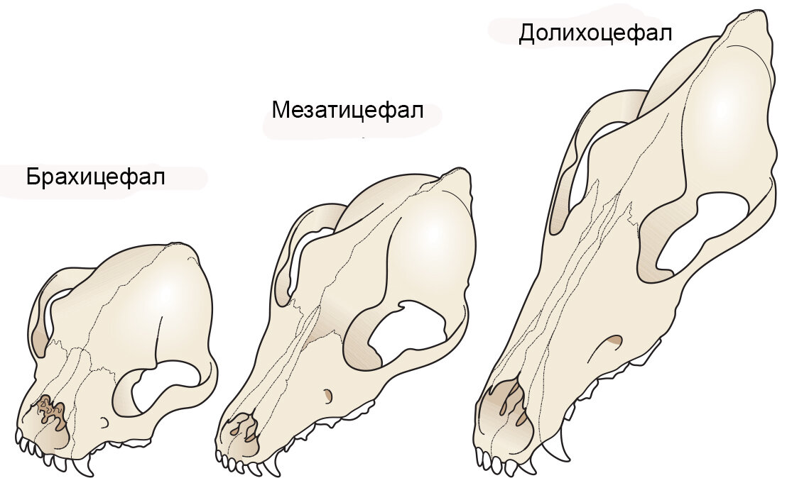Виды черепов у собак.
