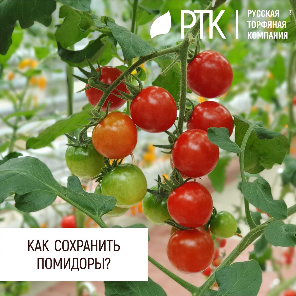 Вообще любое обучение начинается с простого и переходит к сложному. Просто потому, что всё сложное всегда состоит из простого.
Руководствуясь этим правилом и учитывая, что на грунтах Русской Торфяной Компании у вас выросло всё, что было посажено, мы задаём себе логичный вопрос: а как это всё сохранить?
Про консервацию разговора нет – тут всё понятно. А вот как сохранить свежие овощи и фрукты – это тема для рассуждений и экспериментов.
На этот раз расскажем вам о том, как хранить помидоры. Из всех вариантов мы выбрали три, с нашей точки зрения наиболее продуктивных.
Вариант первый: берём простерилизованные трёхлитровые банки и свежеснятые помидоры. Аккуратно, без нажима выкладываем плоды, пересыпая сухой горчицей. Между слоями кладём бумагу – она не даст плодам друг друга раздавить. Ставим банки в прохладное тёмное место. До Нового Года пролежат! Гарантировано!
Вариант второй: берём коробки, сухие опилки и помидоры. В коробки насыпаем слой опилок, затем выкладываем помидоры «попками» вверх. Можно выложить два слоя, тогда между слоями кладём бумагу. Важно, чтобы плоды не соприкасались между собой. Если разместите такие коробки в погребе, то есть шанс, что помидоры долежат и до весны, но тут всё зависит от сорта и от условий в погребе. Если разложите коробки просто в тёмном, прохладном месте, то пару месяцев будете себя радовать свежими салатами!
Вариант третий: помидоры моем и нарезаем крупными толстыми кружками. Выкладываем кружки в полиэтиленовый пакет в один слой и замораживаем. Чем больше пакетов – тем лучше! В этом варианте плоды будут храниться, пока вы их не достанете!
Приятного аппетита!
Вырастет всё! Не забывайте!
#РТК #грунты #хранение #помидоры #томаты