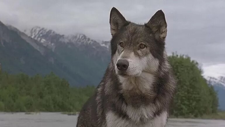 Яндекс. картинки