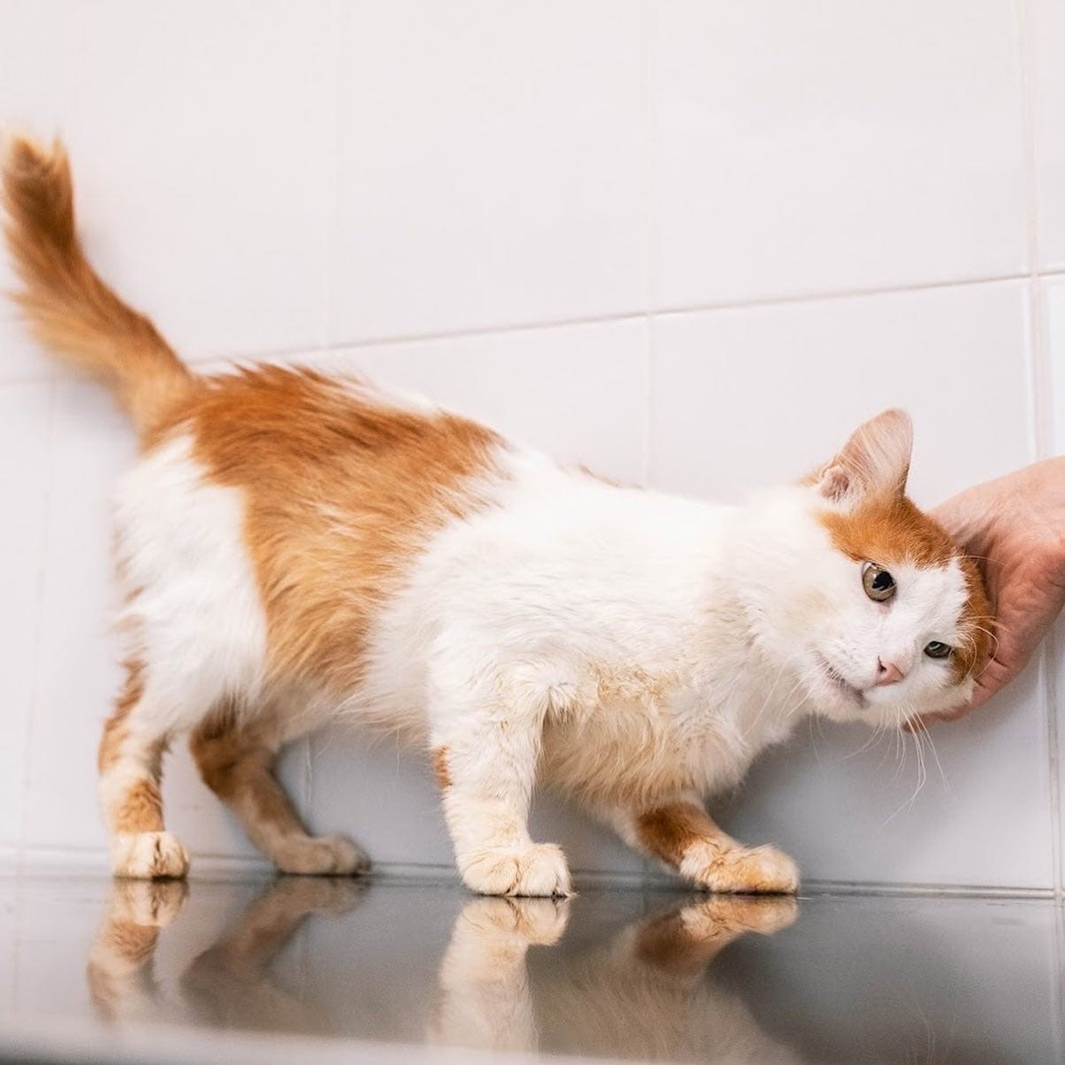 Курска собака. Маламут коцебу. Ники животных. Фрося собачка. Фонд помощи собакам.