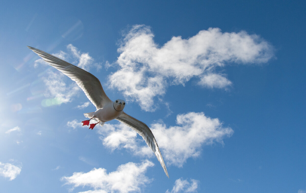 птица парит в небе. парящая птица. розовая чайка пошла в небо бесшумной. птица летит. красивое небо с птицами.