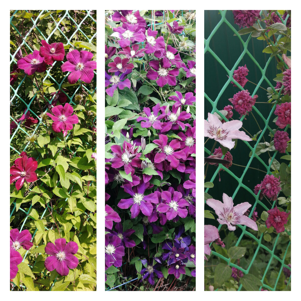 Клематисы. Фото автора. 