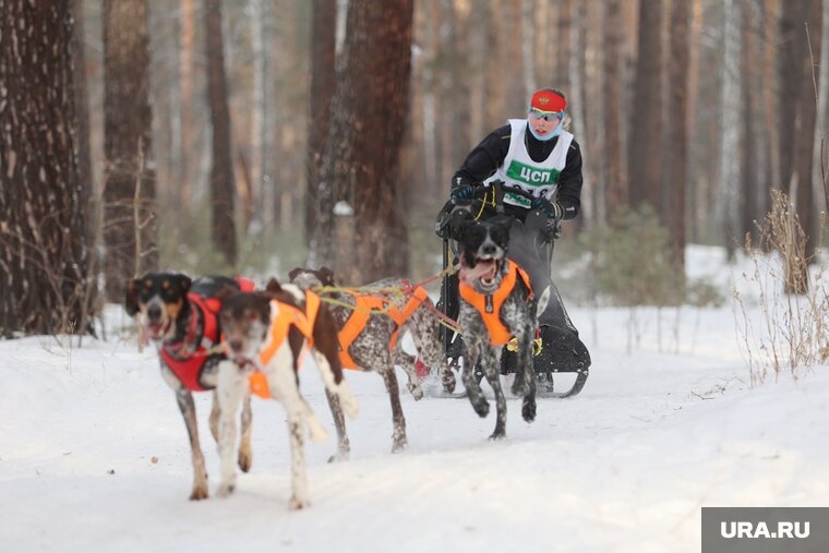    Чемпионат по ездовому спорту продлится 2 дня