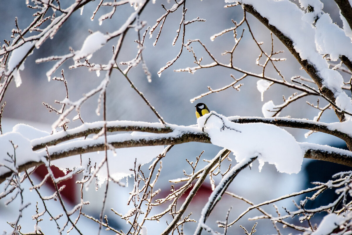  Изображение от wirestock на Freepik Синички на ветке рябиныВстречают морозный рассвет.У снежно-пушистой картиныВолшебно-манящий сюжет.Чудесными хлопьями ляжетПод музыку утра снежок.