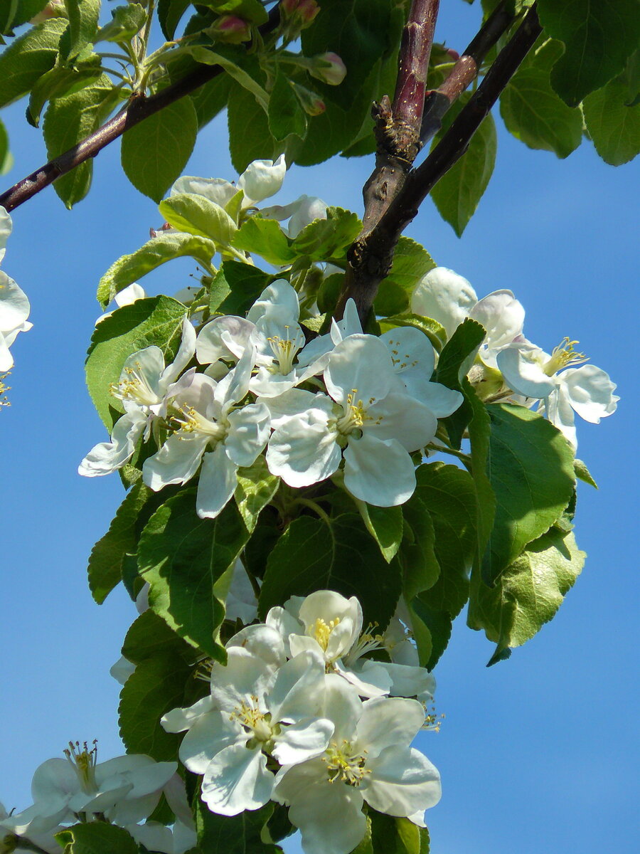 Яблоневый цвет.