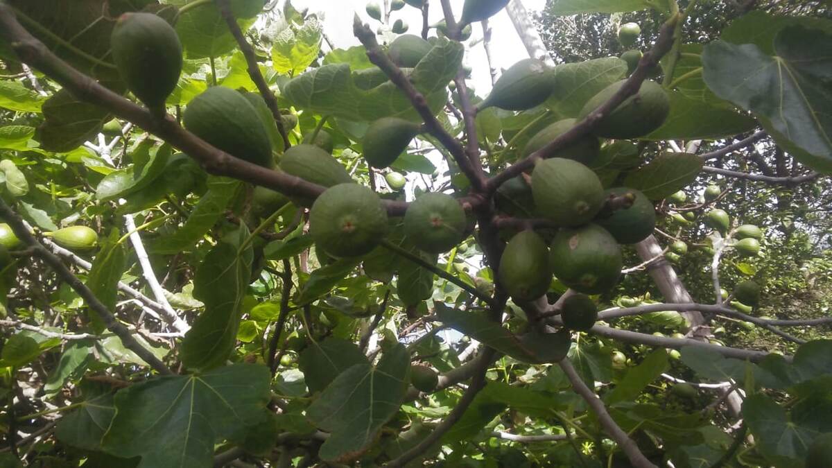 В апреле в Эквадоре уже созревает авокадо