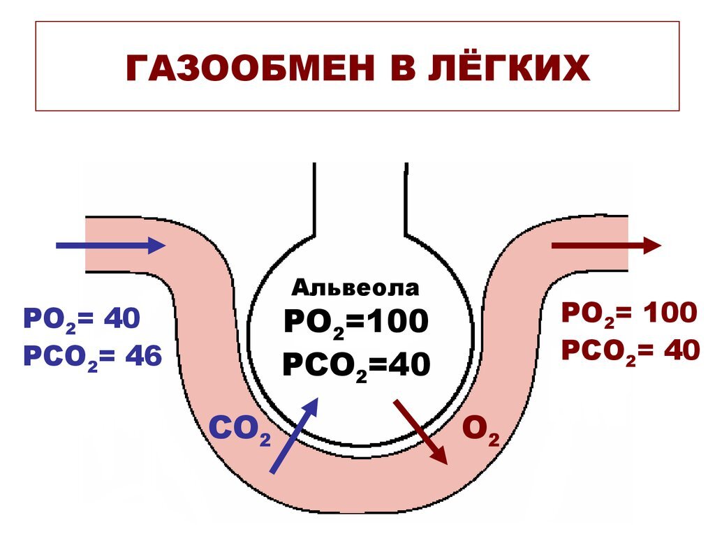 Этапы движения кислорода воздуха. Механизм обмена газов в легких. Механизм газообмена в лёгких физиология. Механизм газообмена в легких и тканях схема. Легочный газообмен схема.