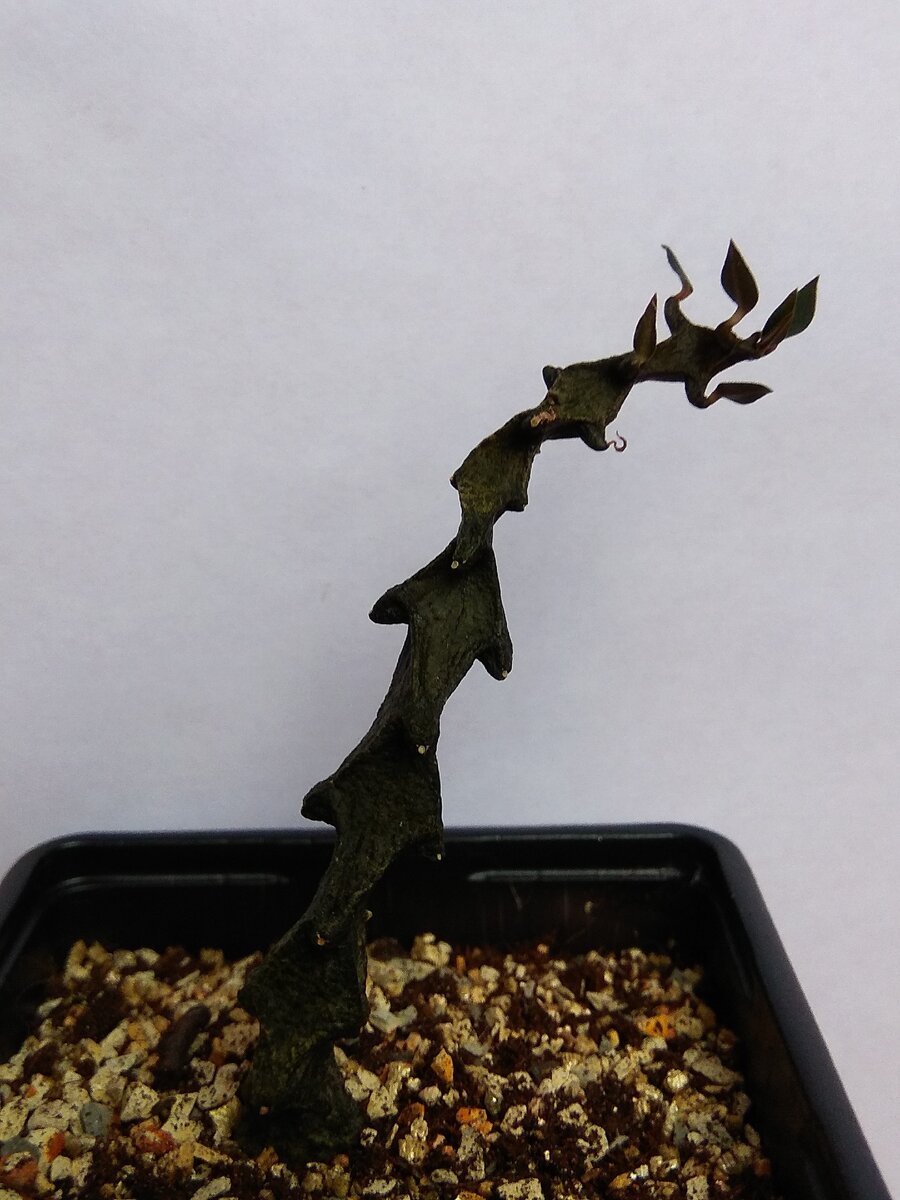 Ceropegia bosseri из личной коллекции