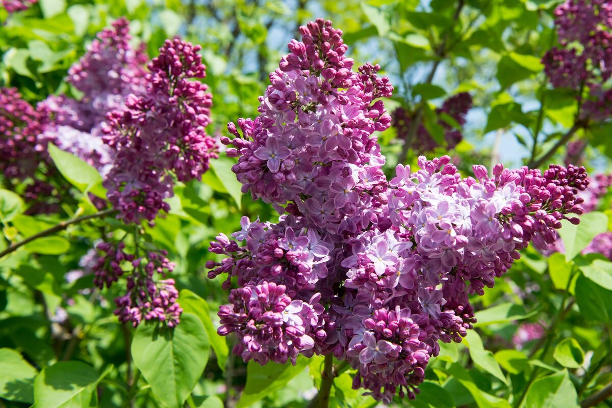 Сирень Lilac Sunday