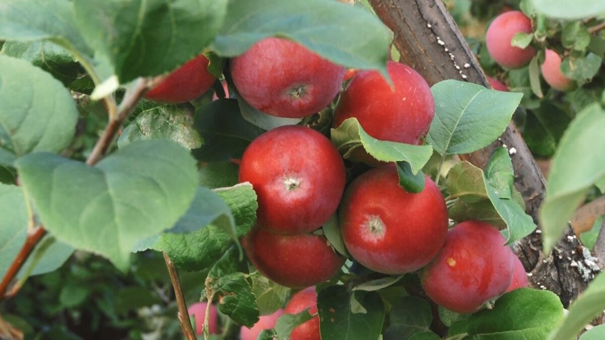 Как спасти яблоню от парши?