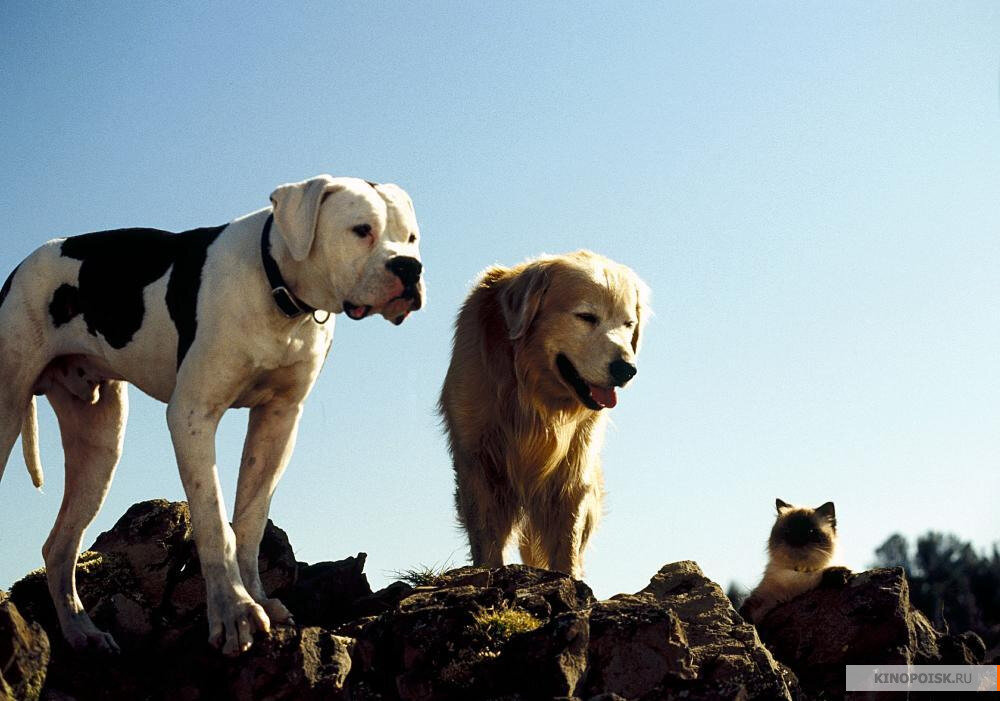 фото с kinopoisk.ru