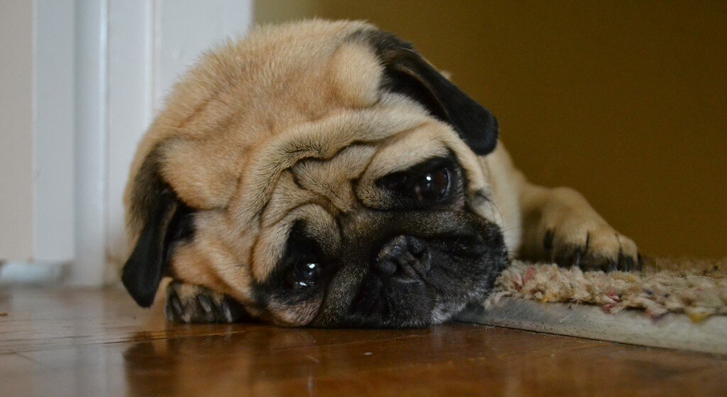 Фото: hannah k/Flickr