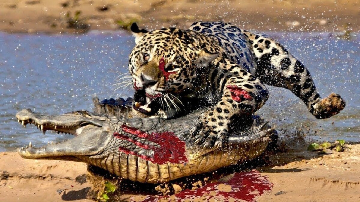 Фото: Voutube.com